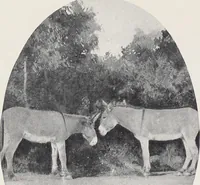 Picture 13 of 29 from Korrect shape shoes : spring and summer 1910 : carried in stock / Burt & Packard Co. (1910), leaf 18