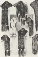 Picture 25 of 25 from Winter-saison, saison d'hiver, 1908/09 (1908), leaf 26
