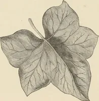 An illustration from Transparency painting on linen : for decorative purposes, panoramic and dioramic effects, ornamental blinds, &c. with instructions for the preparation of the linen, the combination and transfer of ornamental designs, combined surfaces, &c. / by W. Williams ; with illustrations by Charles Sibley, engraved by Dalziel (1856)