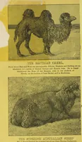 Picture 45 of 45 from Illustrated catalogue of the Dr. Jaeger's Sanitary Woolen System Co. : sole importers and exclusive manufacturers of all goods constructed under and pertaining to the Sanitary System of Dr. Gustav Jaeger : wholesale, retail, warerooms (1889), leaf 78