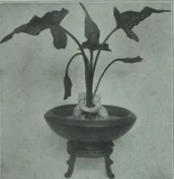 Picture 2 of 2 from Rookwood bowls / the Rookwood Pottery Company (1900), leaf 6