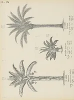 An illustration from Ornements d'architecture / Bonfils & Laval (1901)