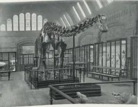 Picture 10 of 75 from General catalogue of show cases, fittings, book cases, stands &c., executed for H.M. Government at the British & Natural History museums (1907), leaf 21