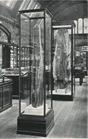 Picture 29 of 75 from General catalogue of show cases, fittings, book cases, stands &c., executed for H.M. Government at the British & Natural History museums (1907), leaf 49