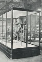Picture 34 of 75 from General catalogue of show cases, fittings, book cases, stands &c., executed for H.M. Government at the British & Natural History museums (1907), leaf 55