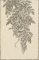 Picture 126 of 134 from Catalogue of Ripka & Co. : importers and manufacturers of artists' materials (1893), leaf 202