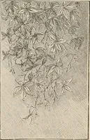 Picture 127 of 134 from Catalogue of Ripka & Co. : importers and manufacturers of artists' materials (1893), leaf 202