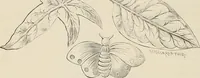Picture 131 of 134 from Catalogue of Ripka & Co. : importers and manufacturers of artists' materials (1893), leaf 213