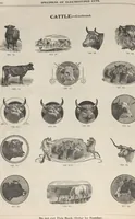 Picture 144 of 186 from Specimens of electrotype cuts, issued by Barnhart Bros. & Spindler (1900), leaf 104