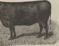 Picture 146 of 186 from Specimens of electrotype cuts, issued by Barnhart Bros. & Spindler (1900), leaf 105