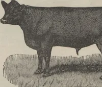 Picture 147 of 186 from Specimens of electrotype cuts, issued by Barnhart Bros. & Spindler (1900), leaf 105