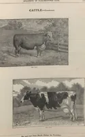 Picture 153 of 186 from Specimens of electrotype cuts, issued by Barnhart Bros. & Spindler (1900), leaf 107