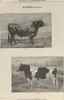Picture 154 of 186 from Specimens of electrotype cuts, issued by Barnhart Bros. & Spindler (1900), leaf 108