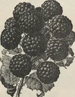 Picture 60 of 186 from Specimens of electrotype cuts, issued by Barnhart Bros. & Spindler (1900), leaf 59