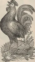 Picture 85 of 186 from Specimens of electrotype cuts, issued by Barnhart Bros. & Spindler (1900), leaf 73