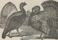 An illustration from Specimens of electrotype cuts, issued by Barnhart Bros. & Spindler (1900)