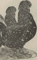 Picture 91 of 186 from Specimens of electrotype cuts, issued by Barnhart Bros. & Spindler (1900), leaf 77