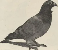 Picture 92 of 186 from Specimens of electrotype cuts, issued by Barnhart Bros. & Spindler (1900), leaf 78