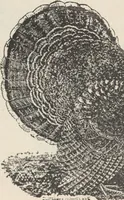 Picture 93 of 186 from Specimens of electrotype cuts, issued by Barnhart Bros. & Spindler (1900), leaf 78
