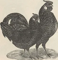 Picture 94 of 186 from Specimens of electrotype cuts, issued by Barnhart Bros. & Spindler (1900), leaf 78