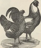 Picture 95 of 186 from Specimens of electrotype cuts, issued by Barnhart Bros. & Spindler (1900), leaf 78