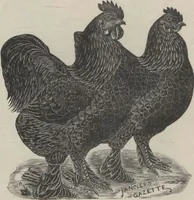 Picture 97 of 186 from Specimens of electrotype cuts, issued by Barnhart Bros. & Spindler (1900), leaf 79