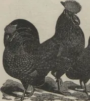 An illustration from Specimens of electrotype cuts, issued by Barnhart Bros. & Spindler (1900)