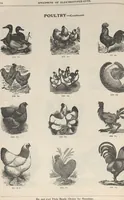 Picture 100 of 186 from Specimens of electrotype cuts, issued by Barnhart Bros. & Spindler (1900), leaf 80