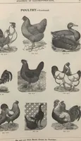 Picture 101 of 186 from Specimens of electrotype cuts, issued by Barnhart Bros. & Spindler (1900), leaf 81