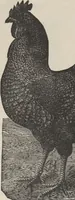 Picture 102 of 186 from Specimens of electrotype cuts, issued by Barnhart Bros. & Spindler (1900), leaf 82