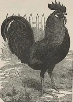 Picture 103 of 186 from Specimens of electrotype cuts, issued by Barnhart Bros. & Spindler (1900), leaf 82