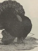 An illustration from Specimens of electrotype cuts, issued by Barnhart Bros. & Spindler (1900)