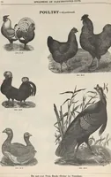 Picture 110 of 186 from Specimens of electrotype cuts, issued by Barnhart Bros. & Spindler (1900), leaf 84