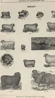Picture 112 of 186 from Specimens of electrotype cuts, issued by Barnhart Bros. & Spindler (1900), leaf 86