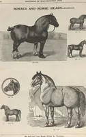 Picture 136 of 186 from Specimens of electrotype cuts, issued by Barnhart Bros. & Spindler (1900), leaf 96