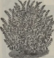 Picture 187 of 265 from The Gimbel book : Paris, London, and American styles (1910), leaf 162