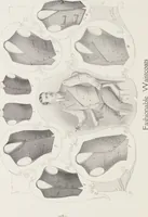 An illustration from W. J. Mahon's catalogs for men's fashions (Spring & Summer, 1905) (1905)