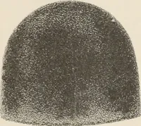 Picture 32 of 41 from Lamson & Hubbard, manufacturers of ladies' furs of every description : wholesale and retail (1890), leaf 65