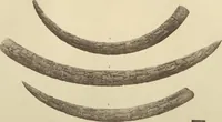 Picture 17 of 47 from Antiquities from the city of Benin and from other parts of West Africa in the British Museum / by Charles Hercules Read and Ormonde Maddock Dalton (1899), leaf 82