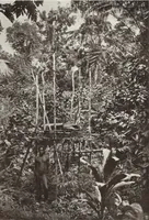 Picture 16 of 79 from Forschungen im Innern der Insel Neuguinea : (Bericht des Führers über die wissenschaftlichen Ergebnisse der deutschen Grenzexpedition in das westliche Kaiser-Wilhelmsland 1910) (1914), leaf 141
