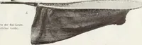 Picture 51 of 79 from Forschungen im Innern der Insel Neuguinea : (Bericht des Führers über die wissenschaftlichen Ergebnisse der deutschen Grenzexpedition in das westliche Kaiser-Wilhelmsland 1910) (1914), leaf 173