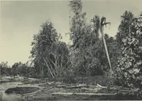 Picture 60 of 79 from Forschungen im Innern der Insel Neuguinea : (Bericht des Führers über die wissenschaftlichen Ergebnisse der deutschen Grenzexpedition in das westliche Kaiser-Wilhelmsland 1910) (1914), leaf 188