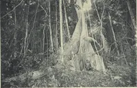 Picture 62 of 79 from Forschungen im Innern der Insel Neuguinea : (Bericht des Führers über die wissenschaftlichen Ergebnisse der deutschen Grenzexpedition in das westliche Kaiser-Wilhelmsland 1910) (1914), leaf 191