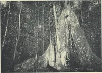 Picture 63 of 79 from Forschungen im Innern der Insel Neuguinea : (Bericht des Führers über die wissenschaftlichen Ergebnisse der deutschen Grenzexpedition in das westliche Kaiser-Wilhelmsland 1910) (1914), leaf 191