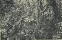 Picture 66 of 79 from Forschungen im Innern der Insel Neuguinea : (Bericht des Führers über die wissenschaftlichen Ergebnisse der deutschen Grenzexpedition in das westliche Kaiser-Wilhelmsland 1910) (1914), leaf 197
