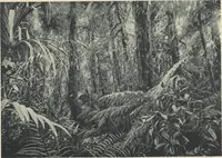 Picture 67 of 79 from Forschungen im Innern der Insel Neuguinea : (Bericht des Führers über die wissenschaftlichen Ergebnisse der deutschen Grenzexpedition in das westliche Kaiser-Wilhelmsland 1910) (1914), leaf 197
