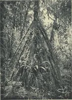 Picture 68 of 79 from Forschungen im Innern der Insel Neuguinea : (Bericht des Führers über die wissenschaftlichen Ergebnisse der deutschen Grenzexpedition in das westliche Kaiser-Wilhelmsland 1910) (1914), leaf 200