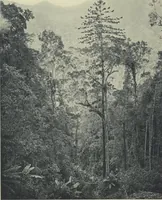 Picture 69 of 79 from Forschungen im Innern der Insel Neuguinea : (Bericht des Führers über die wissenschaftlichen Ergebnisse der deutschen Grenzexpedition in das westliche Kaiser-Wilhelmsland 1910) (1914), leaf 200