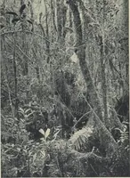 Picture 70 of 79 from Forschungen im Innern der Insel Neuguinea : (Bericht des Führers über die wissenschaftlichen Ergebnisse der deutschen Grenzexpedition in das westliche Kaiser-Wilhelmsland 1910) (1914), leaf 203