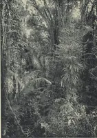 An illustration from Forschungen im Innern der Insel Neuguinea : (Bericht des Führers über die wissenschaftlichen Ergebnisse der deutschen Grenzexpedition in das westliche Kaiser-Wilhelmsland 1910) (1914)